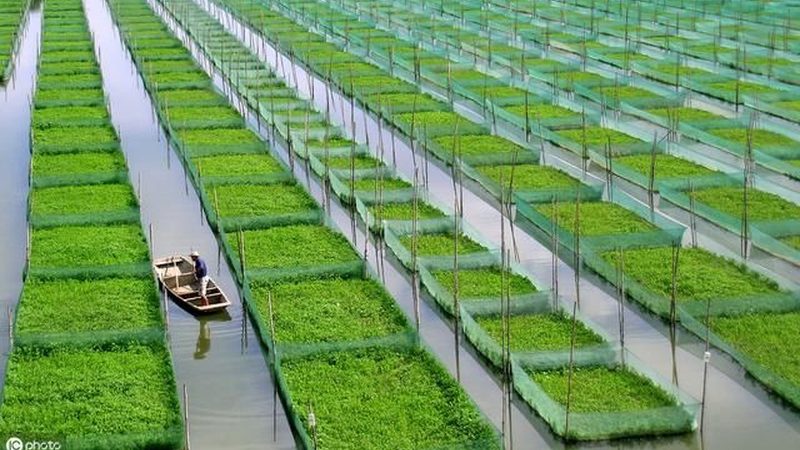 屋顶种水果自动灌溉系统：参数解析与选型要点