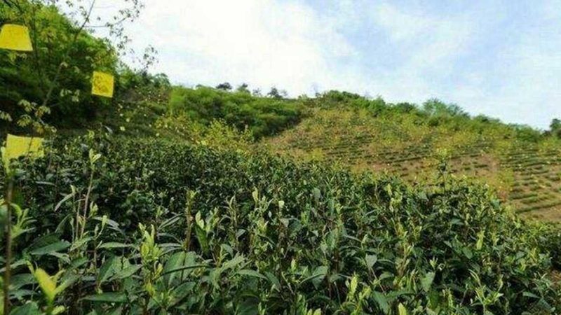 有机蔬菜与普通蔬菜：保存时长大揭秘