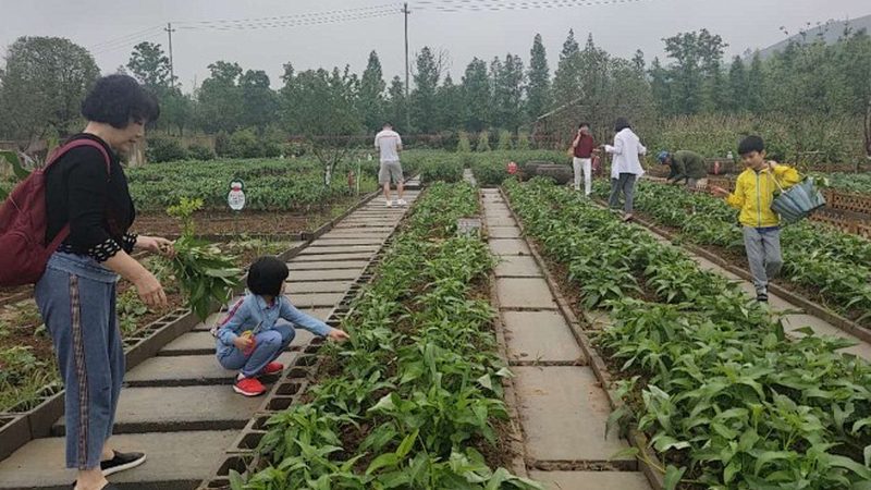 反季节水果种植加盟代理，揭秘其背后的生态奥秘**