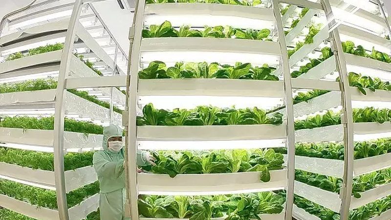 山东小麦种植成本解析：一亩成本构成与优化策略**