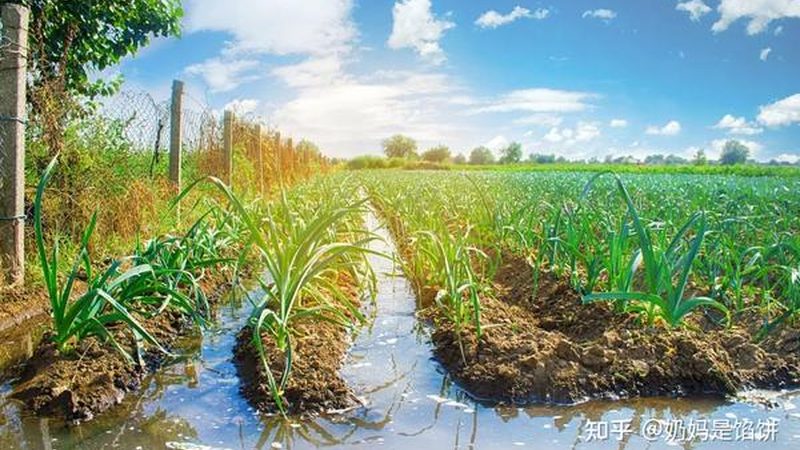 绿色食品认证机构揭秘：如何甄别正规机构