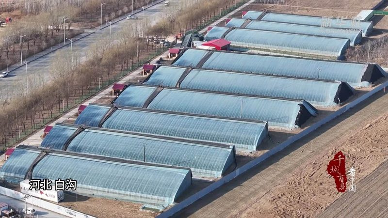 山东水果种植基地批量采购流程解析**