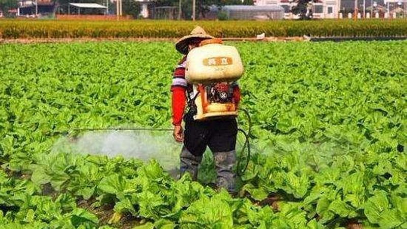 山东水果种植基地：如何确保果品质量达标？**